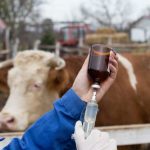 Common Misconceptions About Finaplix (Trenbolone Acetate)